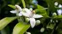 patchouli_600x.webp