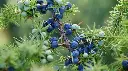 patchouli_600x.webp