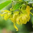 patchouli_600x.webp