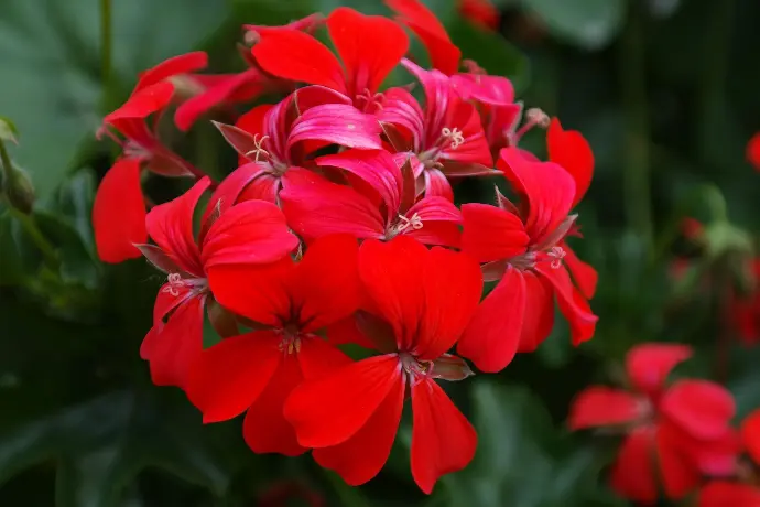 patchouli_600x.webp