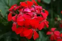 patchouli_600x.webp