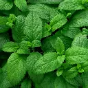patchouli_600x.webp