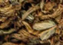 harlequin zoom.webp