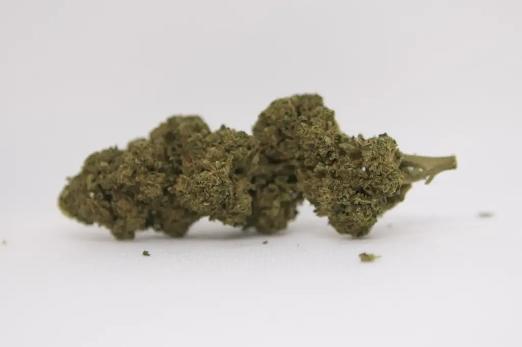 Tropical XXL Fleurs 1g